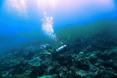 泰国大型鱼群和潜水员阳光在下面图片