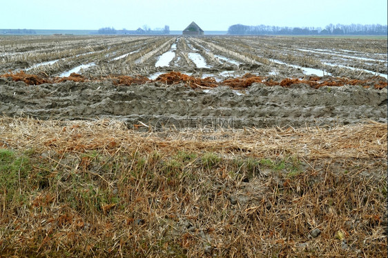 湿漉的收获有雾冬季在荷兰特克塞尔北部的水域填田图片