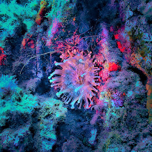 橙海葵水下格兰珊瑚图片