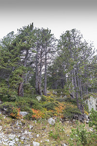 景观户外场秋天在安道尔的LaVella充满植被的山岳图片