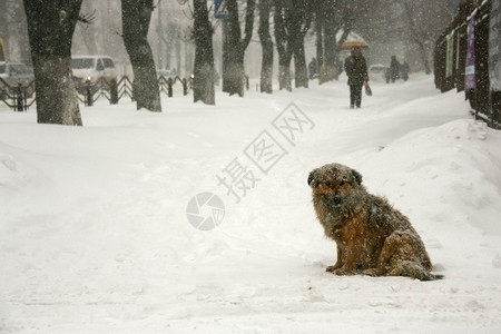 人们流浪冷冻冬天坐在街上的小狗图片