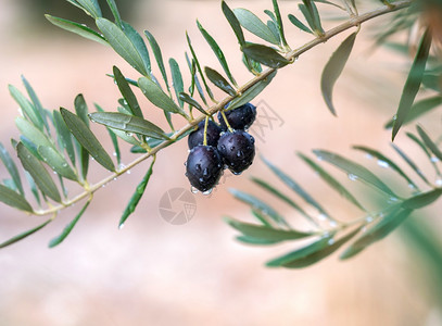 橄榄枝和滴在模糊的背景概念上食物水果季节图片