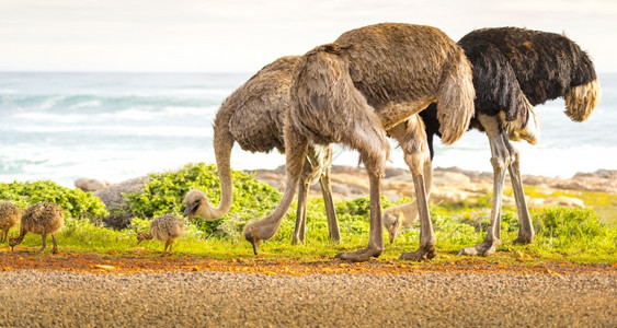 草鸵鸟环境OstrichStruthioCamelus家族沿着南非角半岛的希望之走图片