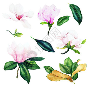 花朵叶子自然粉红木花和叶水彩色收集手工绘画图解设计要素图片