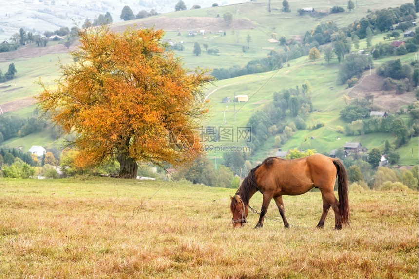 美丽的在背景山村草原上放牧马在草原上放牧马自然天图片
