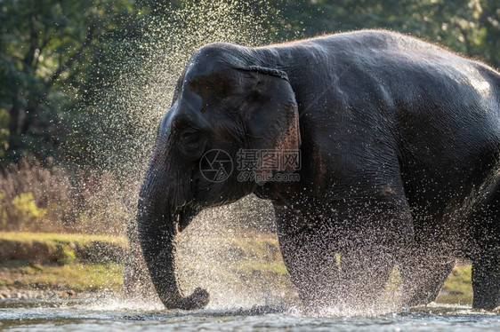 驯象师大洗澡时泼水亚洲人野生动物图片