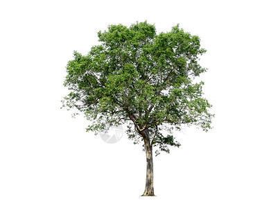白色背景上隔离的树木用于设计并有剪切路径的热带树和森林生态活图片