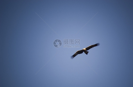 在蓝色天空上满飞复制空间的怀杰泰鹰效率蓝色的外部图片