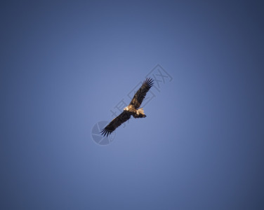 力量雄伟鸟在蓝色天空上满飞复制空间的怀杰泰鹰图片
