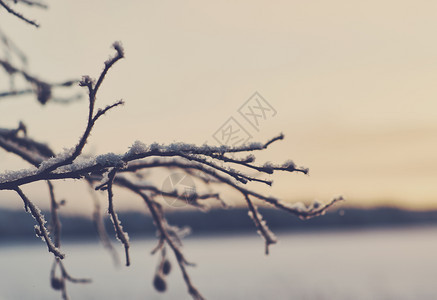 覆盖冬季美丽的圣诞风景雪树枝浅地深处的水湖芦苇图片
