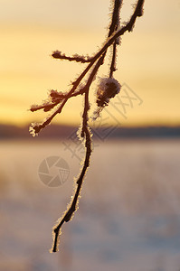 景深观冬季美丽的圣诞风景雪树枝浅地深处的水场景图片