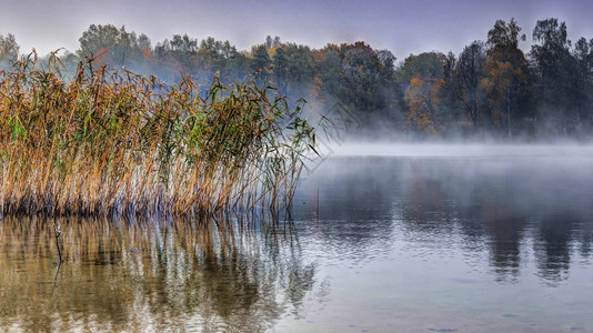 秋雾清晨加尔维湖创辉旅行树干图片