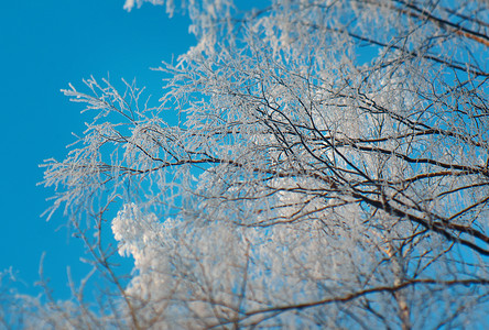 冬季美丽的圣诞风景雪树枝浅地深处的水雪花冷冻背景图片