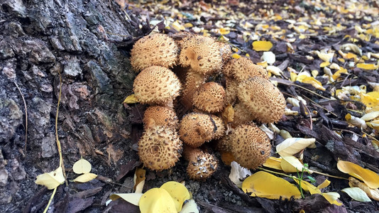 季节秋天在无地森林带生长的真菌在林地上的真菌棕色图片