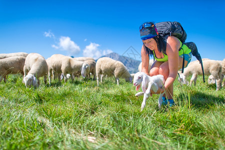 旅行给定背包一只运动妇女给羊群的新生羔图片