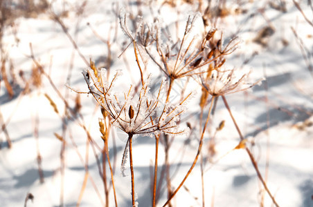 户外草地雪下干里的田间植物雪地里的田间植物雪地里的田间植物雪下的干草棕色图片