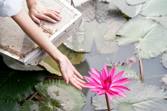 手触摸池塘中的莲花图片