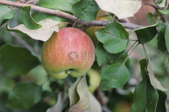 树上挂着绿苹果和红季节新鲜的图片