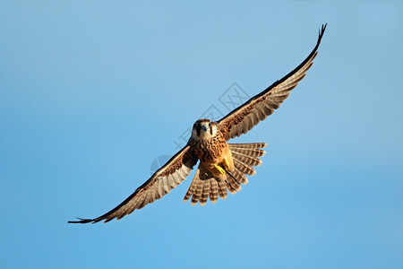 天空羽化野生动物LannerfalconFalcobiarmicus在蓝天上飞行南非xD图片