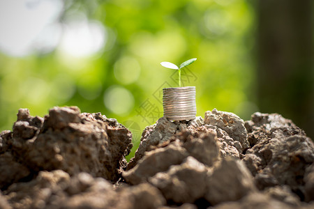 金融的在绿色背景下堆积在干旱土壤上的硬币树苗正在生长植物桩保护图片
