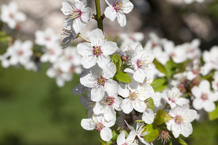 白樱花盛开满大片的白色小樱花园枝条假期图片