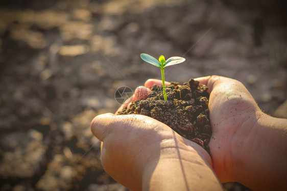 老的培育孩子们两只手在土壤里种树苗生态学概念种植图片