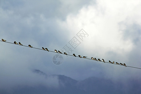 白色的电缆线条许多小鸟用黑色的电线图片
