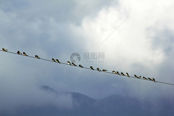 白色的电缆线条许多小鸟用黑色的电线图片