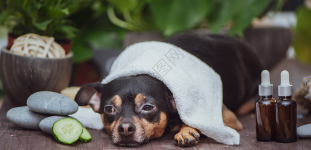 小狗为了修饰疗养宠物在温泉健康中放松有趣的概念布置洗涤和照顾动物图片