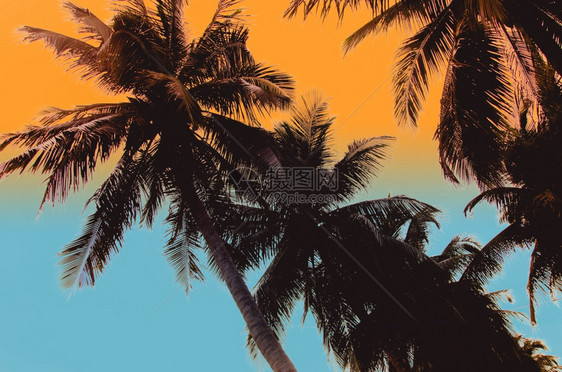 海洋岛太阳热带岸棕榈树古老的磨粉和胶片立体图片