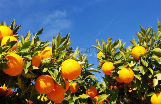 生长叶子挂在树上的橙水果香橼图片