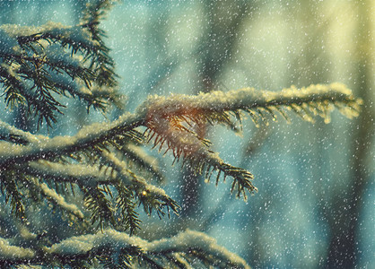 景深自然冬美丽的圣诞风景雪地的枝子浅水深处蓝色的图片