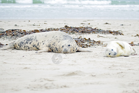 毛皮母亲和婴儿海豹在滩上白色的好奇图片