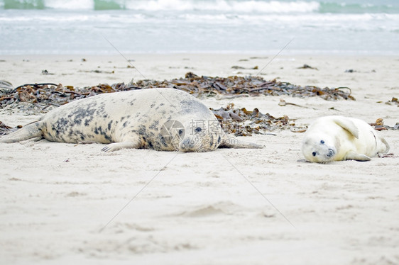 毛皮母亲和婴儿海豹在滩上白色的好奇图片
