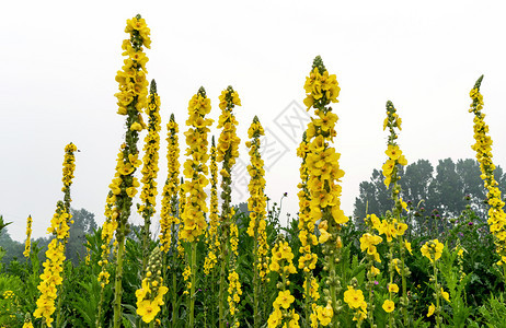 场地花园搜集白色背地前的黄花朵图片