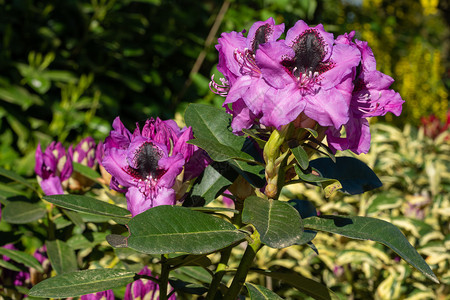开花美丽园Rhododendron混合型袋鼠Rhododendron混合型杂交阳光下紧贴花头图片