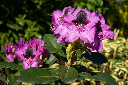 灌木路德维希Rhododendron混合型袋鼠Rhododendron混合型杂交阳光下紧贴花头园艺图片