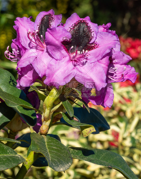 植物群Rhododendron混合型袋鼠Rhododendron混合型杂交阳光下紧贴花头园艺户外图片