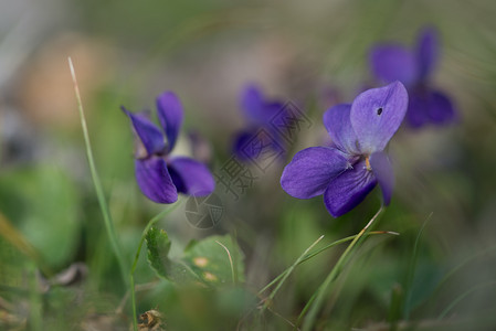 食物开花紫罗兰色中提琴与田野背景紧密结合紫罗兰色中提琴与田野背景紧密结合春天自然图片