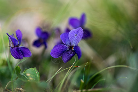 草本花瓣紫色的罗兰中提琴与田野背景紧密结合紫罗兰色中提琴与田野背景紧密结合春天图片