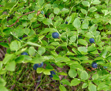 抗氧化剂越橘俄语在阳光明媚的一天丛林中茂密的森蓝莓图片
