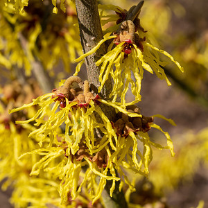 开花黄色的巫婆海泽尔哈马梅利的中间媒介春天的颜色植物图片