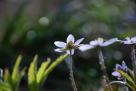 返回的Hepatica鲜花春季符号花朵美丽的蓝色图片