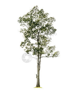 落叶多的白色背景上隔离的树木用于设计并有剪切路径的热带树和春天图片