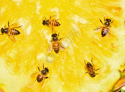 蜜蜂吸食菠萝的桃吹花长鼻图片