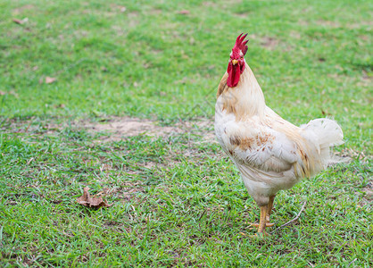 常设鸡在自然农场中步行的白母动物图片