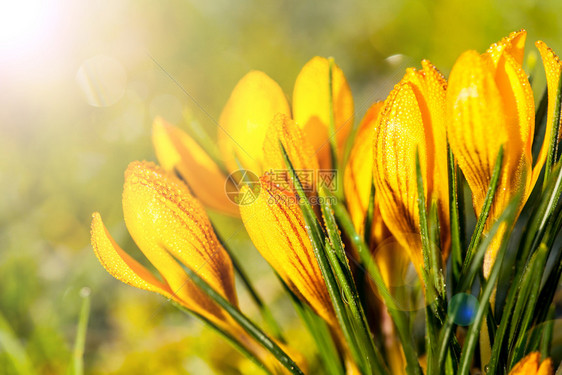 季节树叶黄色的晨霜中番红花黄色图片