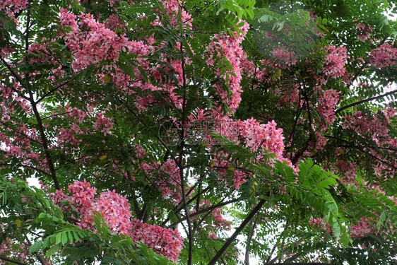 美丽的大树有粉红色的花朵野生鲜蓬勃的树木在白天以充满活力的颜色开花户外自然植物图片