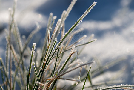 草地冰冷冻绿上的冰晶接近自然背景绿草上的冰晶接近自然背景图片