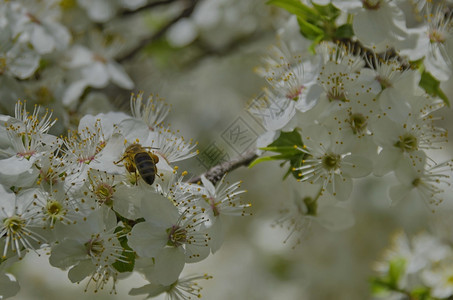 一种春天工人蜜蜂在开花的春树上收集蜂蜜选择焦点雏菊图片